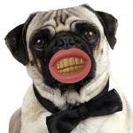 Picture of Gryzak Psi Wyszczerz