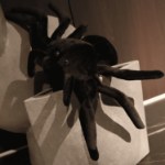 Pluszowy pająk  – czarna tarantula maskotka dekoracja Halloween