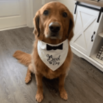 Bandana ślubna Best Dog 75×52×52 cm – elegancka chusta dla psa 