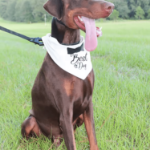 Bandana ślubna Best Dog 75×52×52 cm – elegancka chusta dla psa 