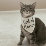 Bandana ślubna dla kota Cat of Honor 75×52×52 cm – elegancka chusta