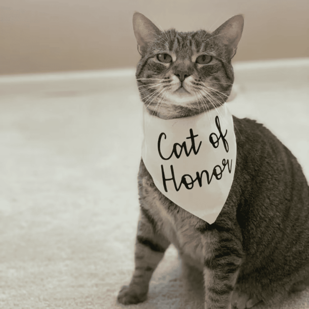 Bandana ślubna dla kota Cat of Honor 75×52×52 cm – elegancka chusta