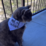 Bandana ślubna dla kota Cat of Honor 75×52×52 cm – elegancka chusta